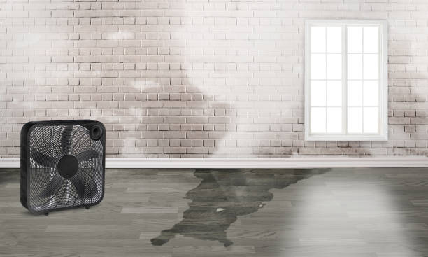 Best Local water damage restoration  in Panora, IA